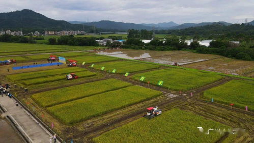 水稻机技能大比武 从化这个农机手获得广州赛区一等奖